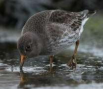 Purple Sandpiper