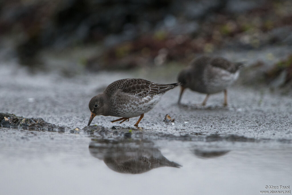 Purple Sandpiper