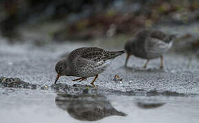 Purple Sandpiper