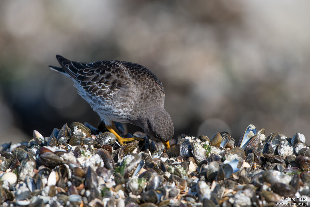 Bécasseau violetadulte, camouflage, régime, mange