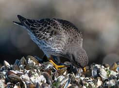 Purple Sandpiper