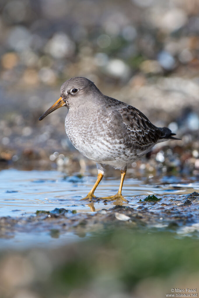 Purple Sandpiperadult, identification