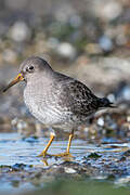 Purple Sandpiper