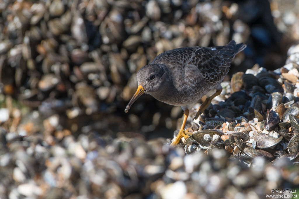 Bécasseau violetadulte, camouflage