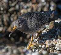 Purple Sandpiper