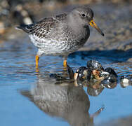 Purple Sandpiper