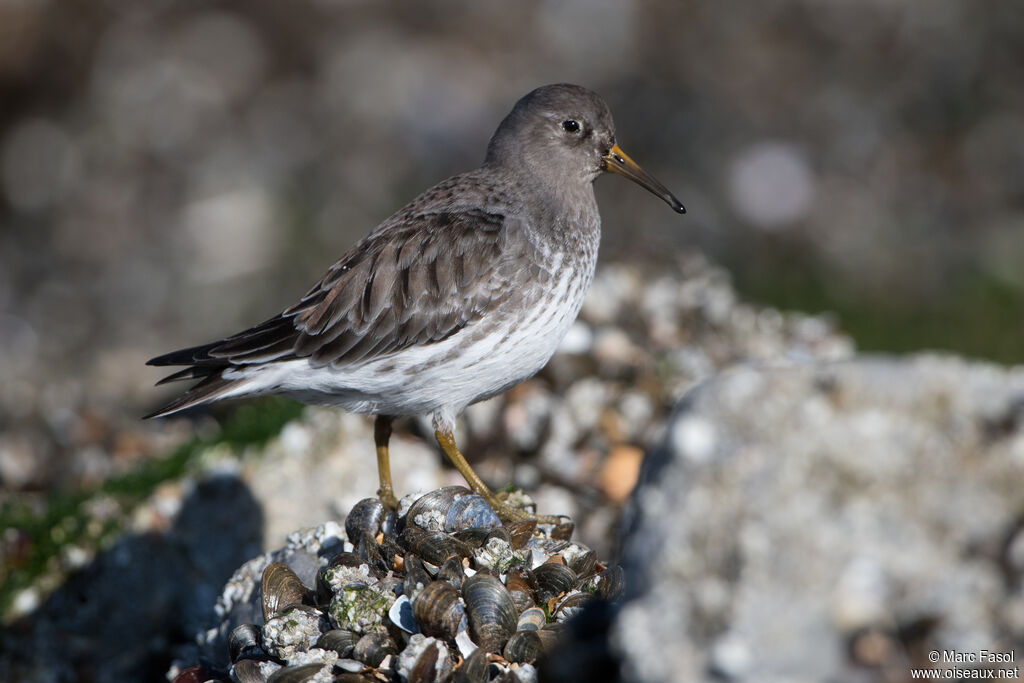 Bécasseau violetadulte, identification