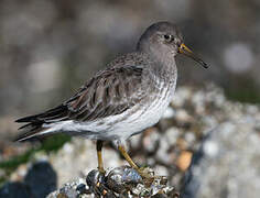 Purple Sandpiper