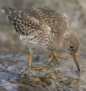 Purple Sandpiper