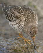 Purple Sandpiper