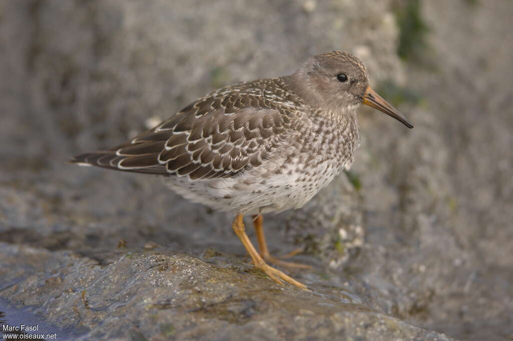 Purple Sandpiperjuvenile, identification