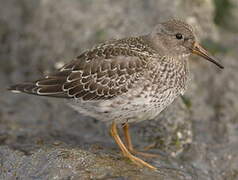 Purple Sandpiper