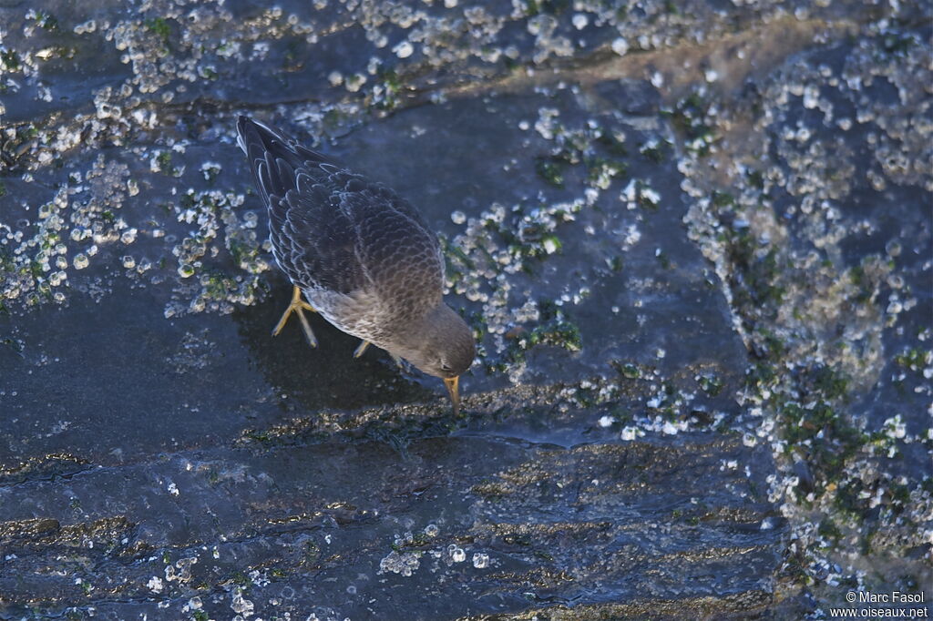 Bécasseau violetadulte, identification, régime