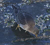 Purple Sandpiper