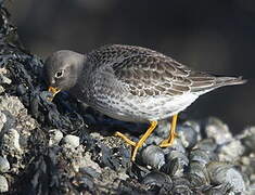 Purple Sandpiper