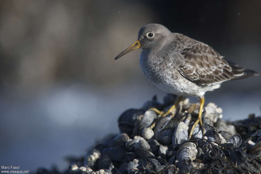 Purple Sandpiperadult post breeding, close-up portrait, feeding habits, Behaviour