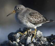 Purple Sandpiper