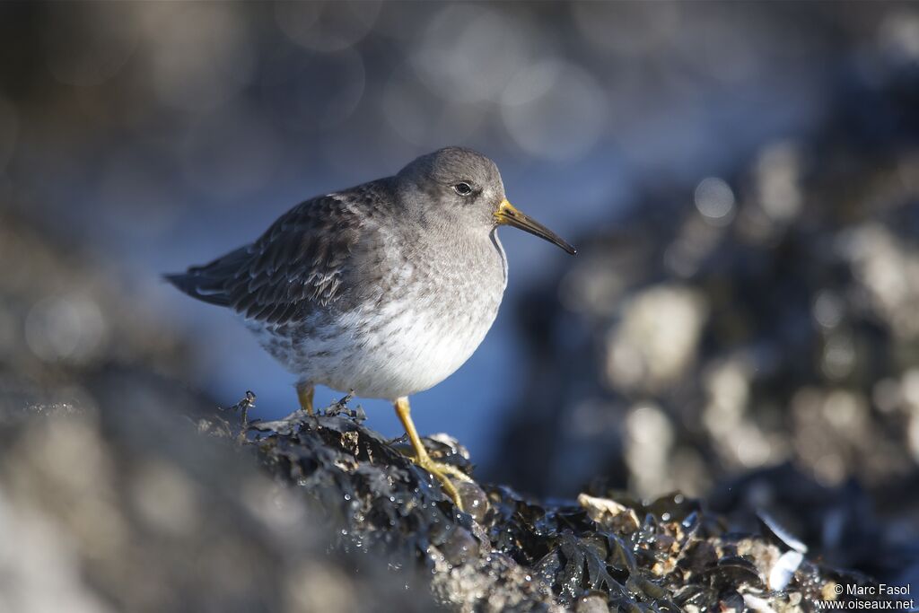 Purple Sandpiperadult post breeding, identification