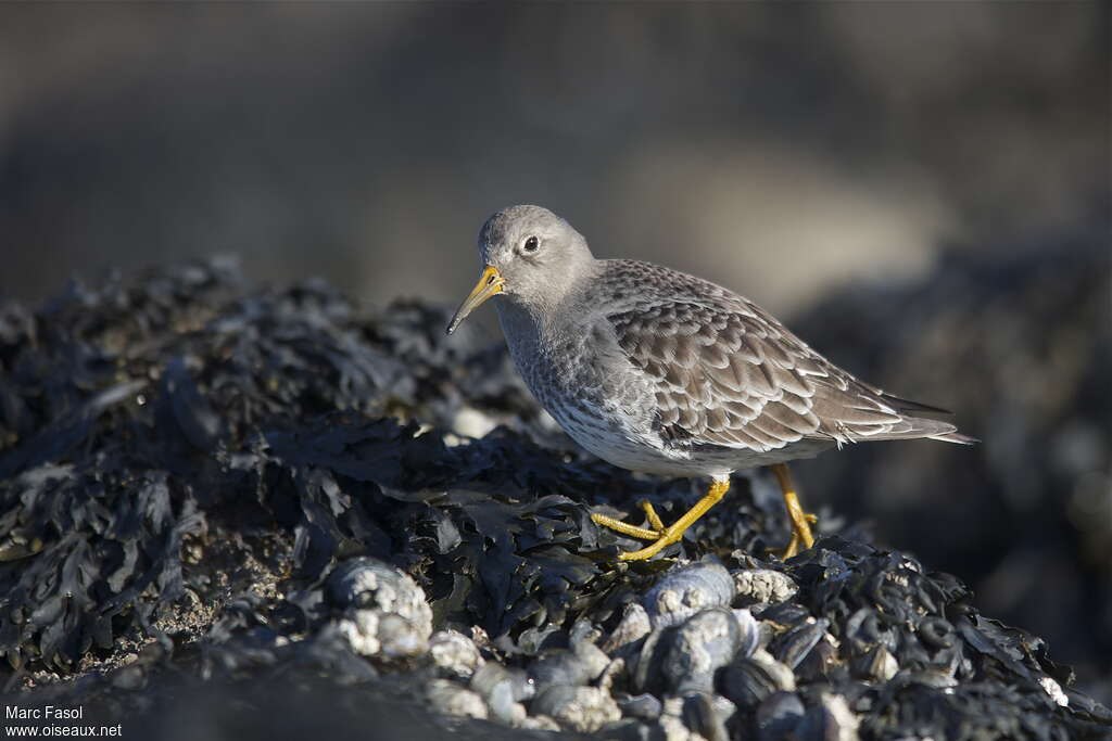 Purple Sandpiperadult post breeding, identification