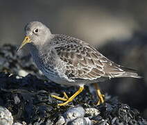 Purple Sandpiper