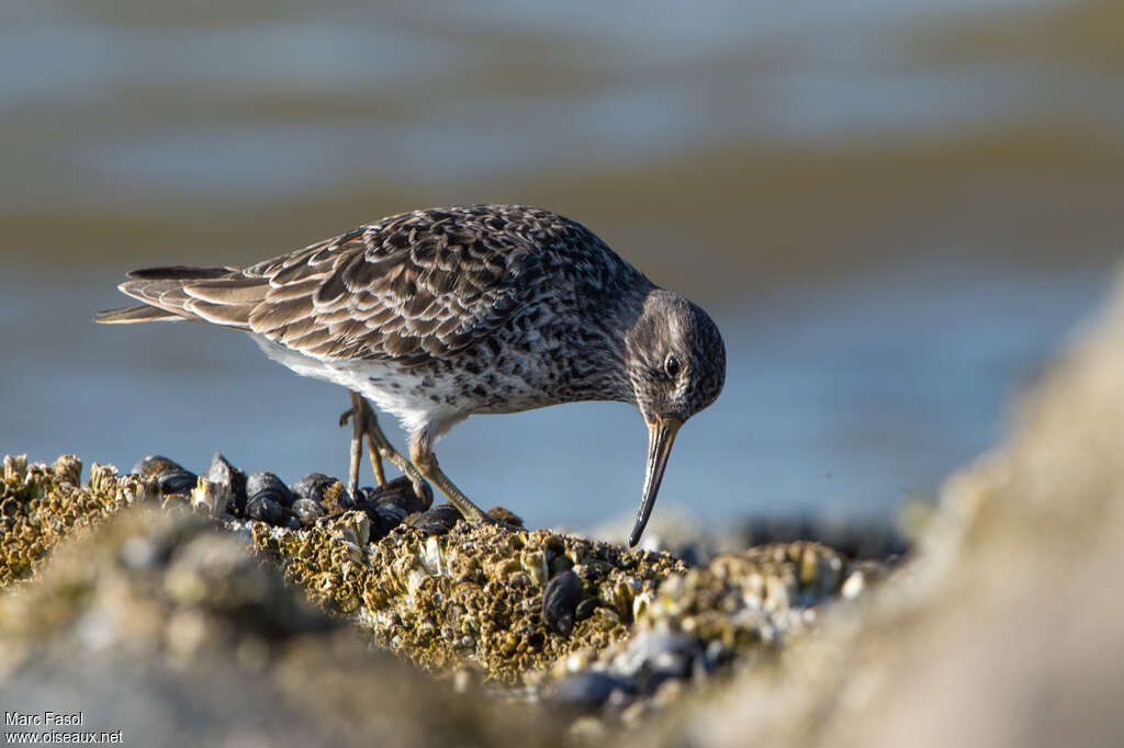 Bécasseau violetimmature, pêche/chasse