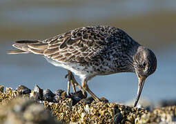 Purple Sandpiper