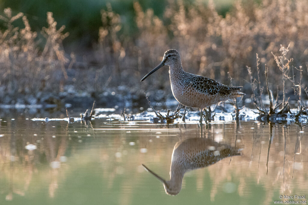 Bécassin à long becadulte nuptial, identification, camouflage, pêche/chasse