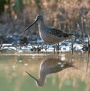 Long-billed Dowitcher