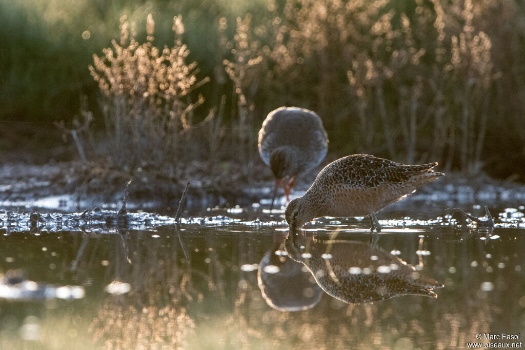 Bécassin à long becadulte nuptial, identification, marche, pêche/chasse