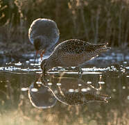 Long-billed Dowitcher