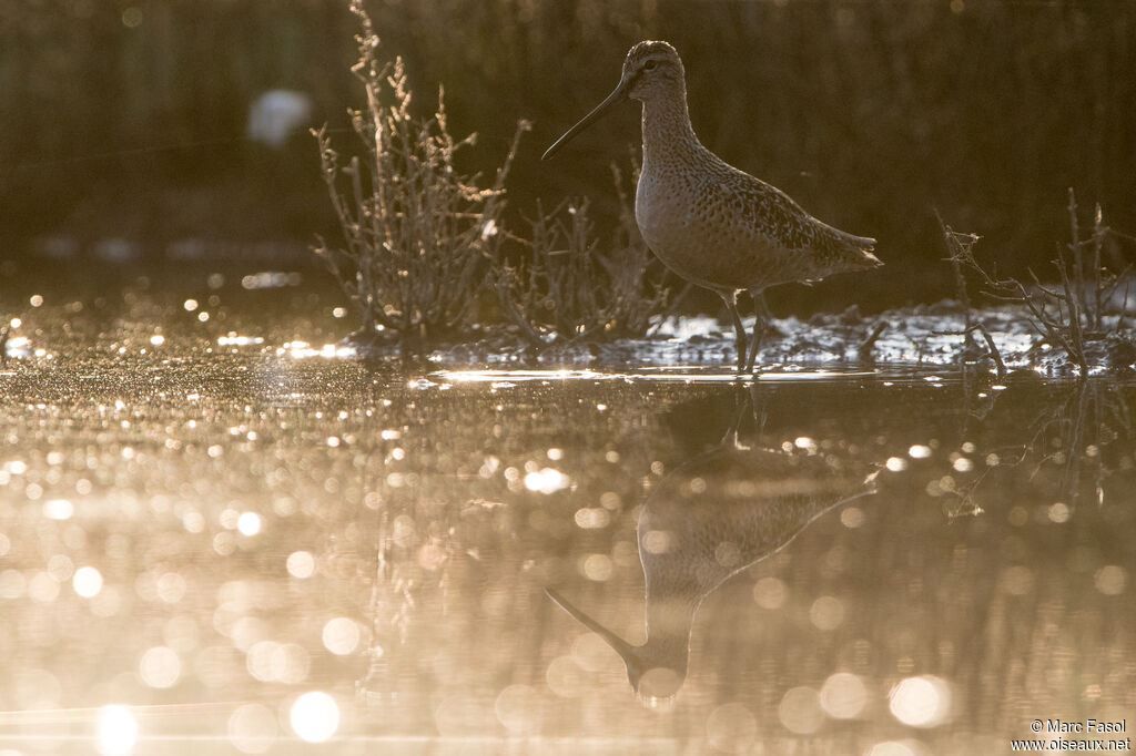 Long-billed Dowitcheradult breeding, habitat, camouflage, walking