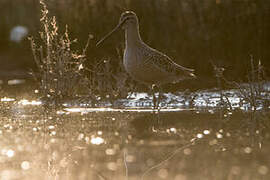 Long-billed Dowitcher