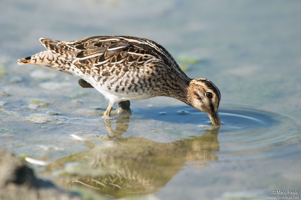 Common Snipeadult post breeding, identification, feeding habits, Behaviour