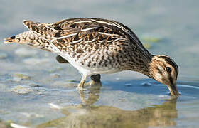 Common Snipe