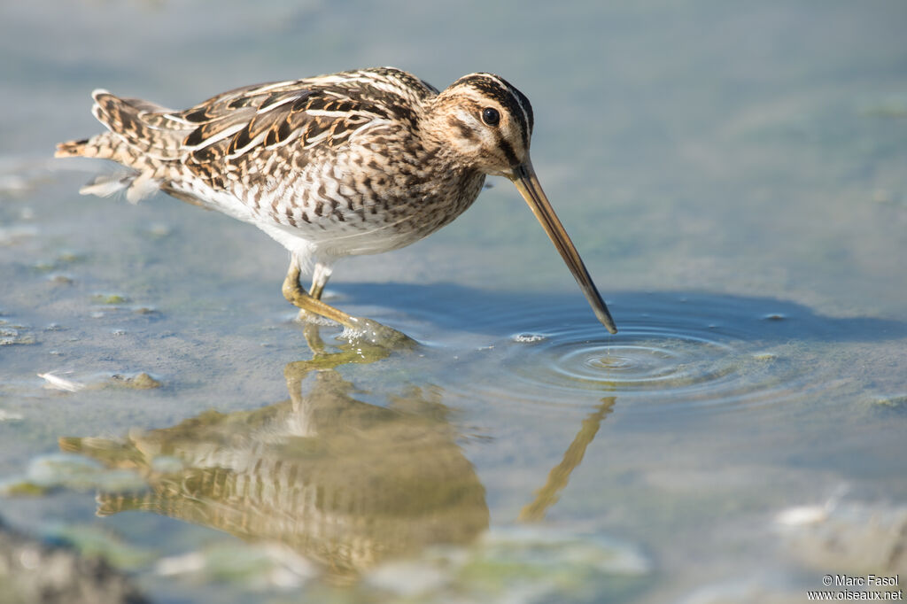 Common Snipeadult post breeding, identification, feeding habits, Behaviour