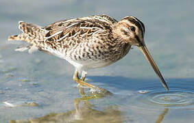 Common Snipe