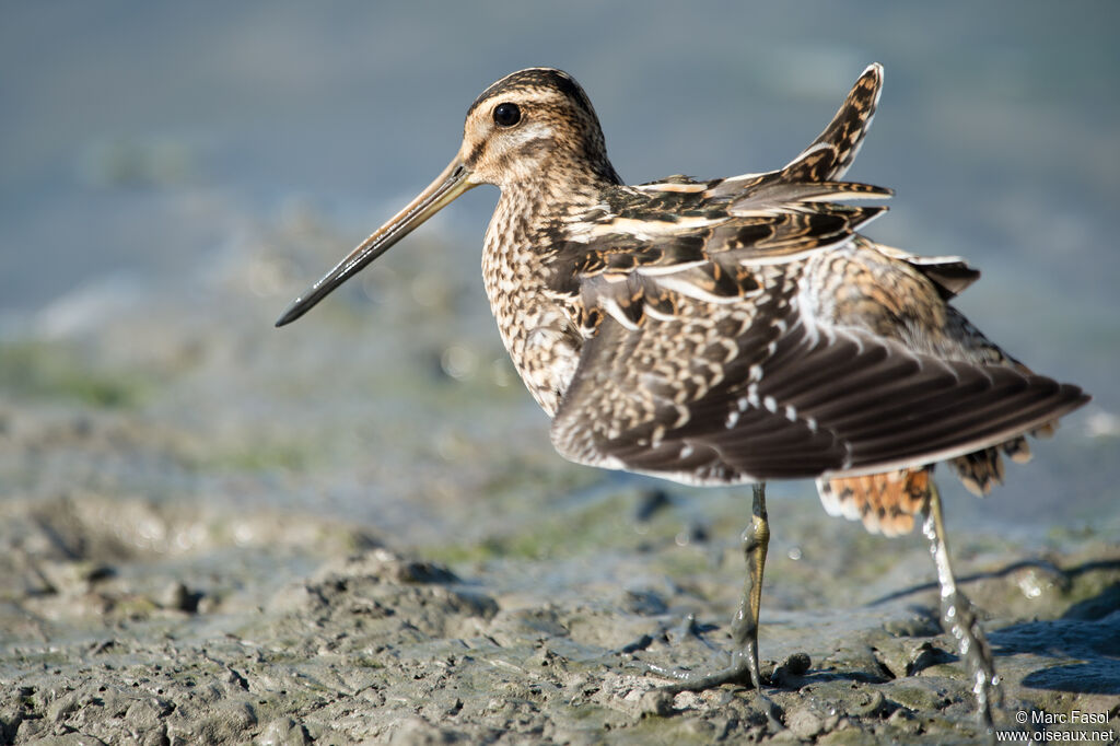 Common Snipeadult breeding, identification, Behaviour