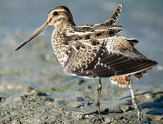 Common Snipe