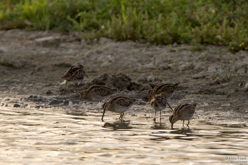 Bécassine des marais, camouflage, pêche/chasse