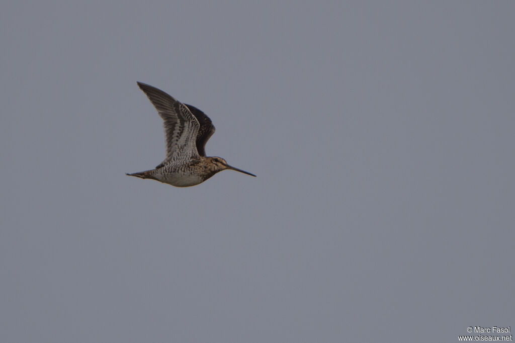 Common Snipe, Flight