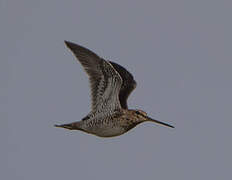 Common Snipe