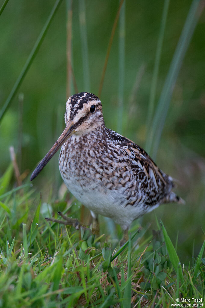 Common Snipeadult breeding, identification, walking, fishing/hunting