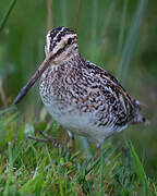 Common Snipe