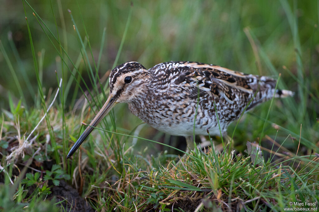 Common Snipeadult breeding, identification, walking, fishing/hunting