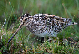 Common Snipe