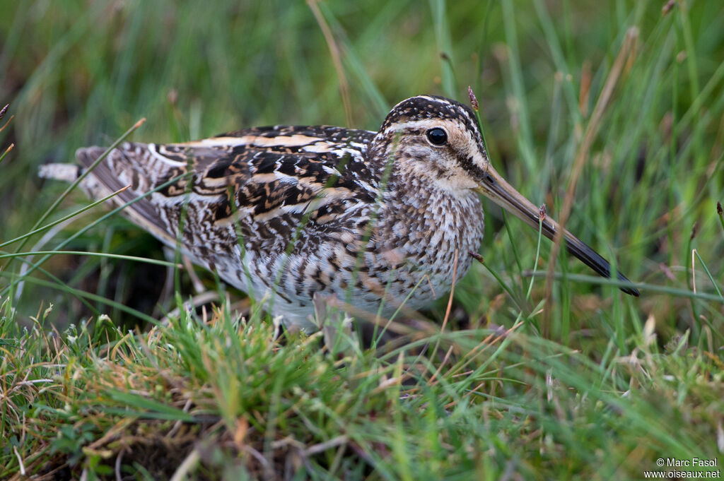 Common Snipeadult, identification, fishing/hunting