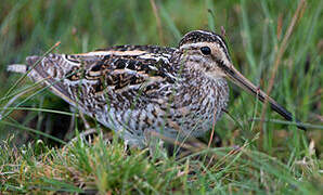 Common Snipe