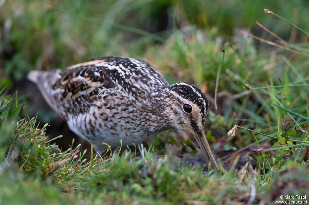 Bécassine des maraisadulte, identification, pêche/chasse, mange