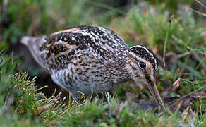 Common Snipe