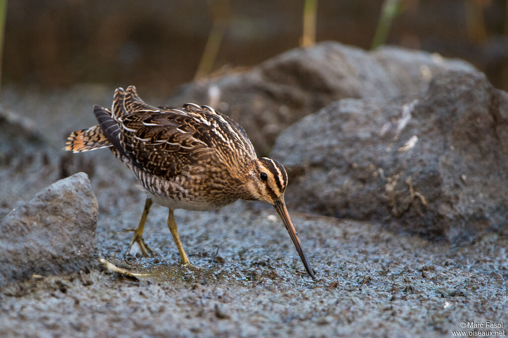 Common Snipeadult, walking